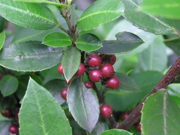 Evergreen buckthorn