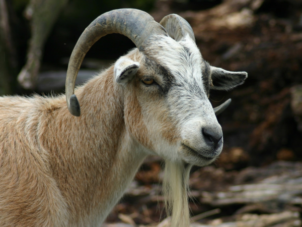 Feral goat