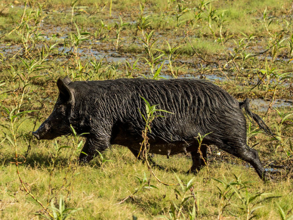 Feral pig