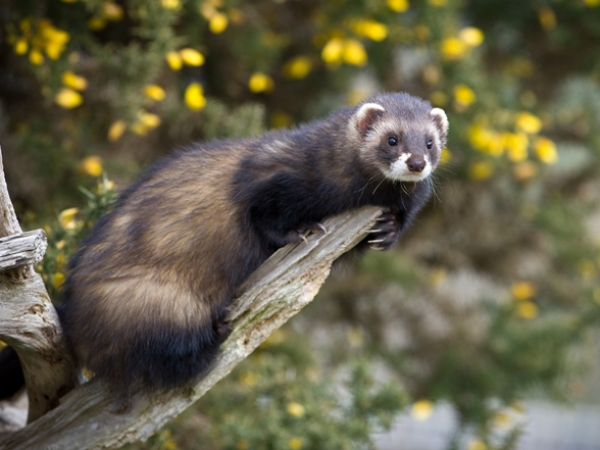 Ferret