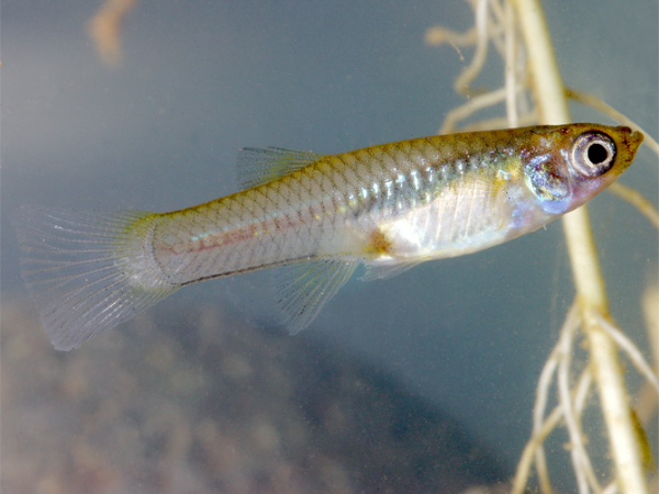 Gambusia