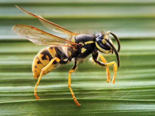 German wasp