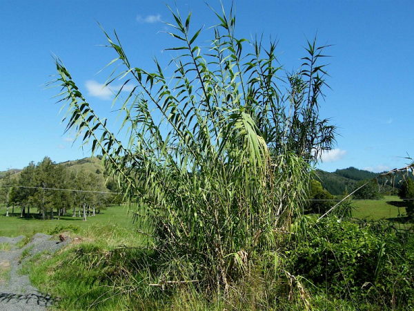 Arundo