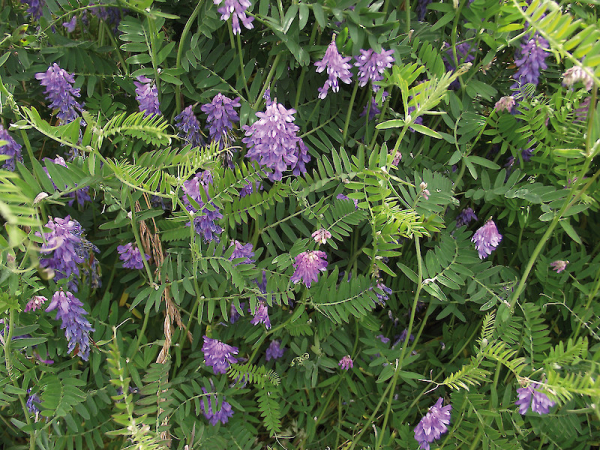 Goat's rue