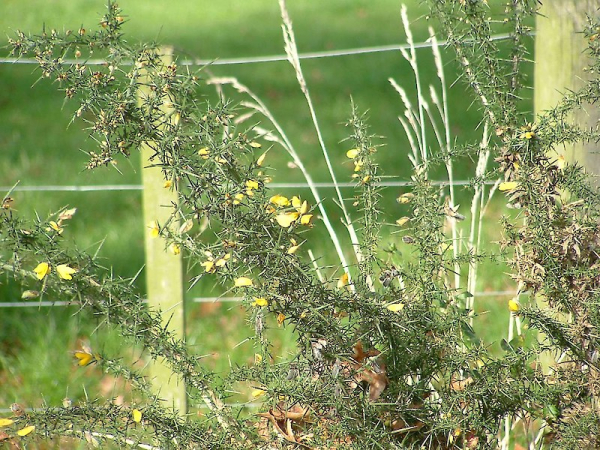 Gorse