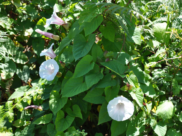 Greater bindweed