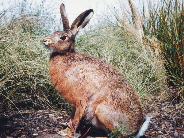 Hare