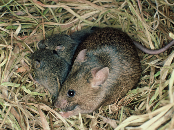 Mouse