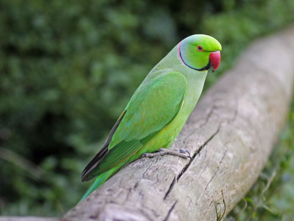 Indian ring-necked parakeet