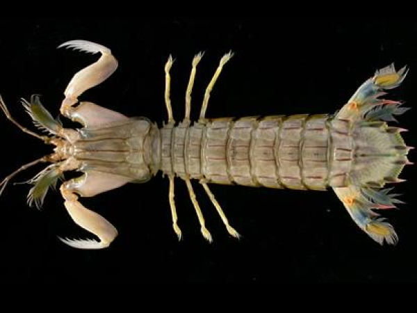 Japanese mantis shrimp