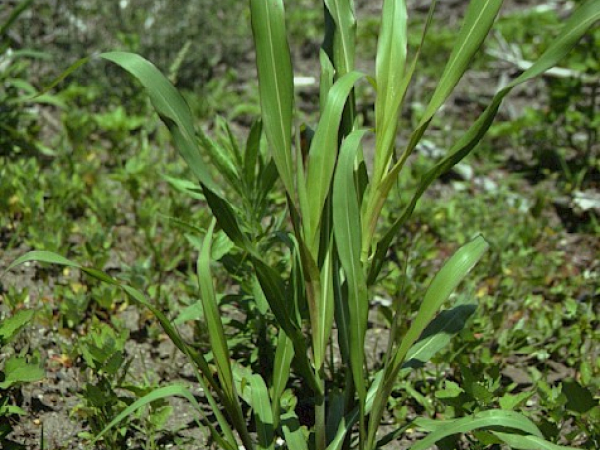 Johnson grass
