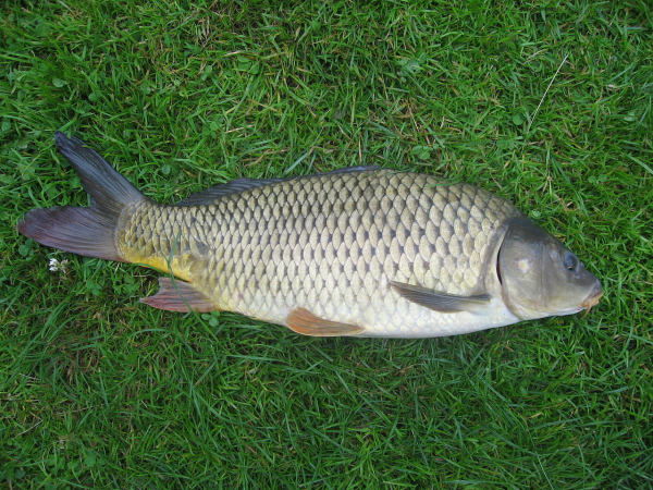 Koi carp