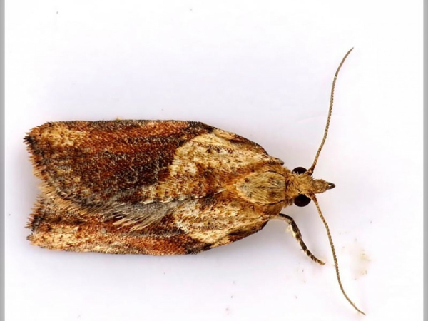 Light brown apple moth