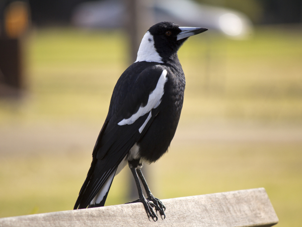 Magpie