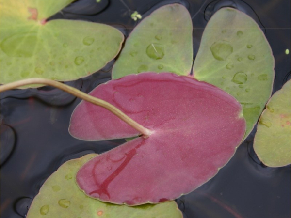 Marshwort