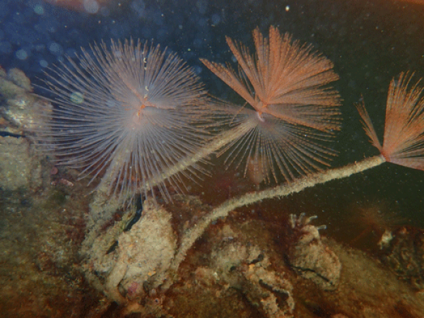 Mediterranean fanworm