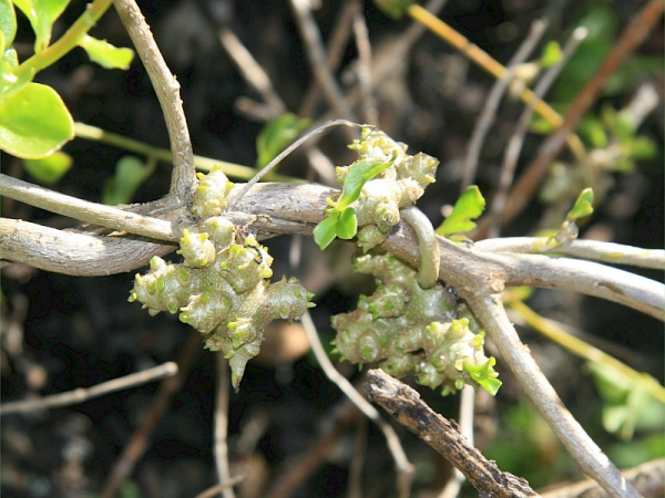 Madera vine