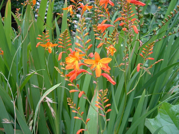 Montbretia