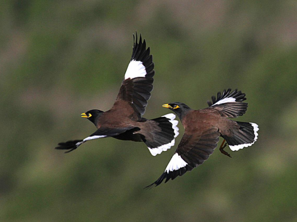 Myna