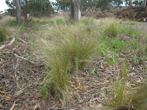 Nassella tussock