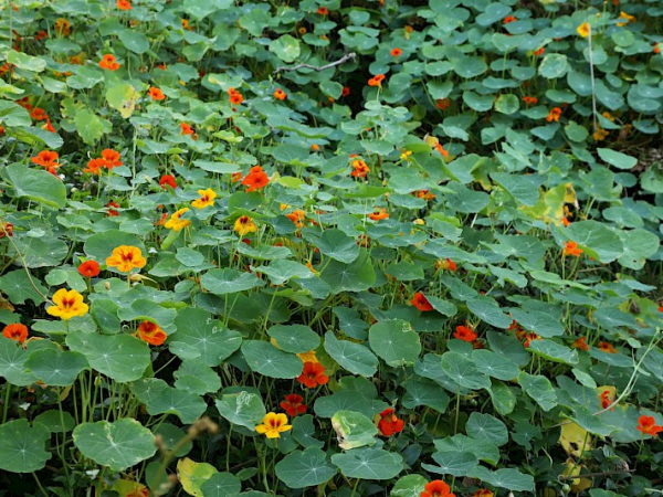 Nasturtium