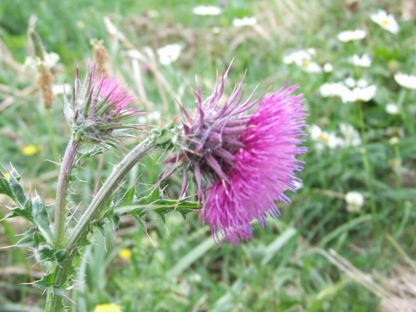 Nodding thistle