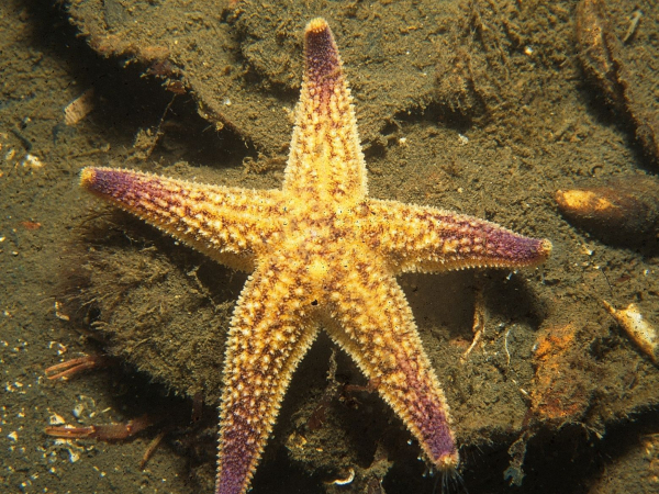 Northern Pacific seastar