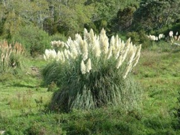Pampas grass