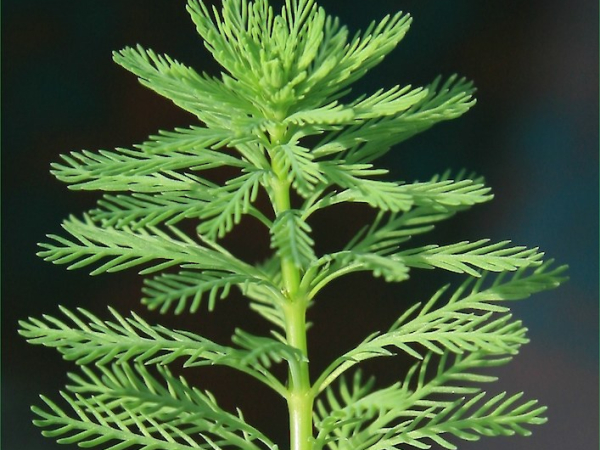 Parrots feather