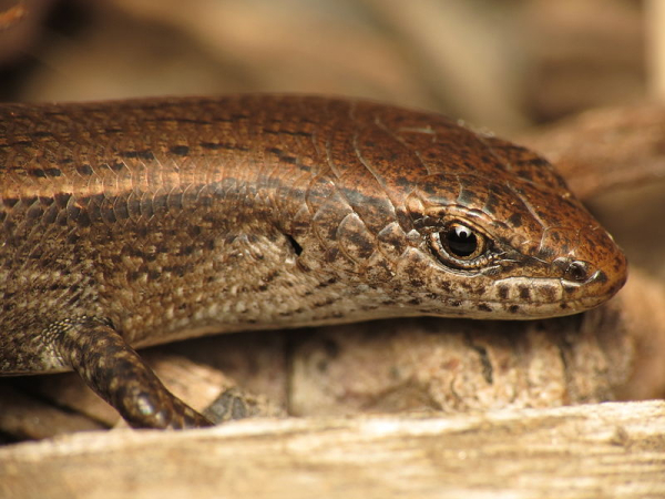 Plague skink