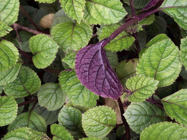 Plectranthus