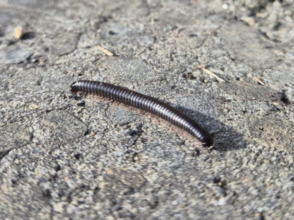 Portuguese millipede