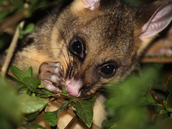 Possum