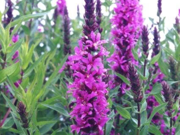 Purple loosestrife