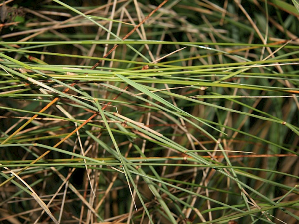 Pyp grass