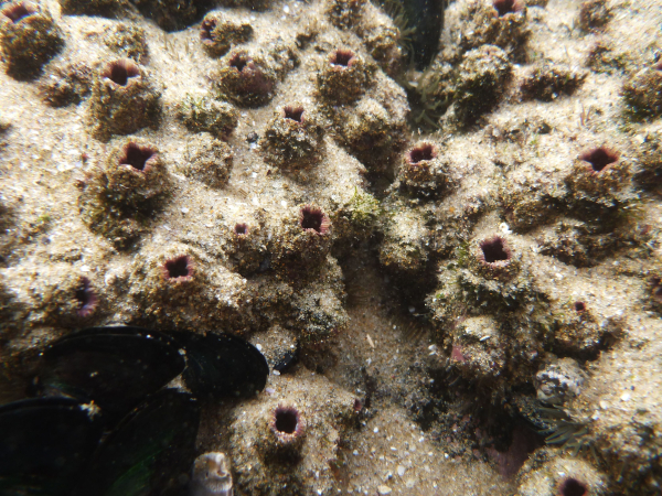 Pyura sea squirt