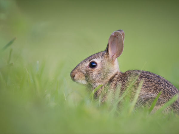 Rabbit