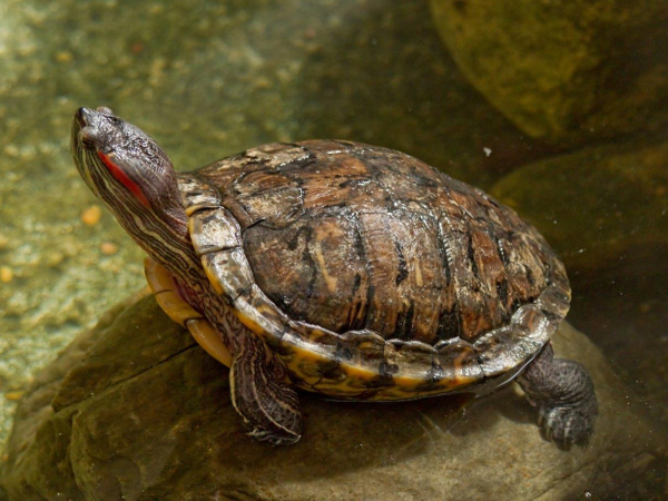 Red-eared slider turtle