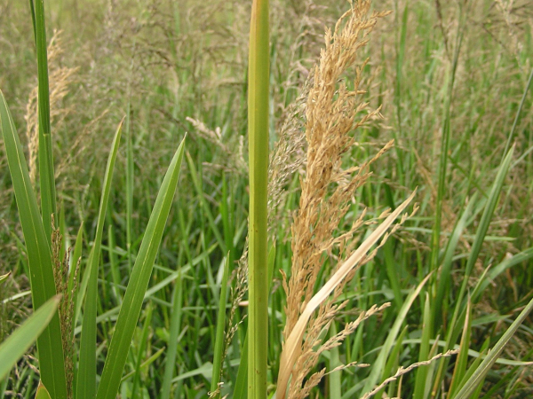 Reed sweet grass
