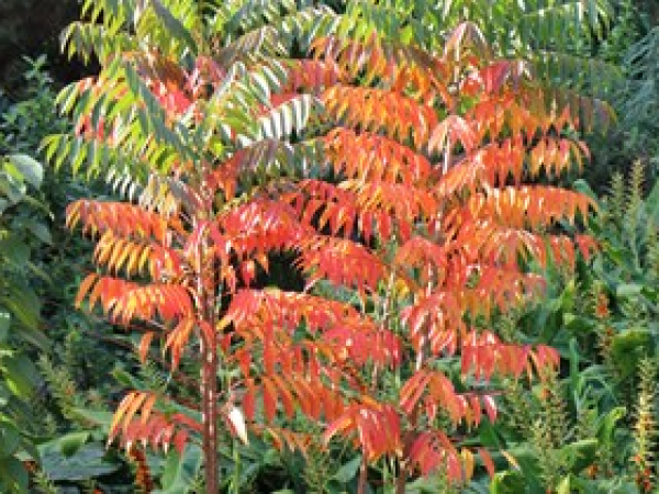 Rhus tree