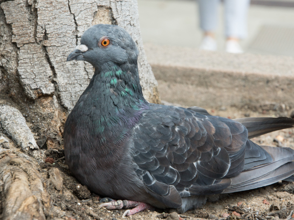 Feral pigeon