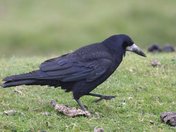 Rook