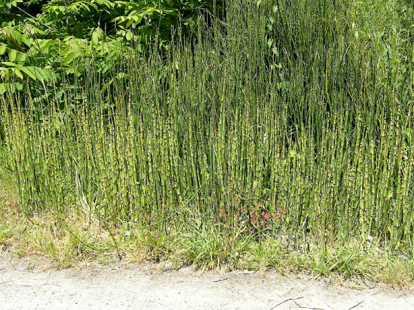 Rough horsetail