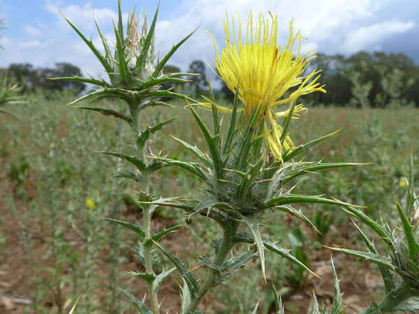 Saffron thistle