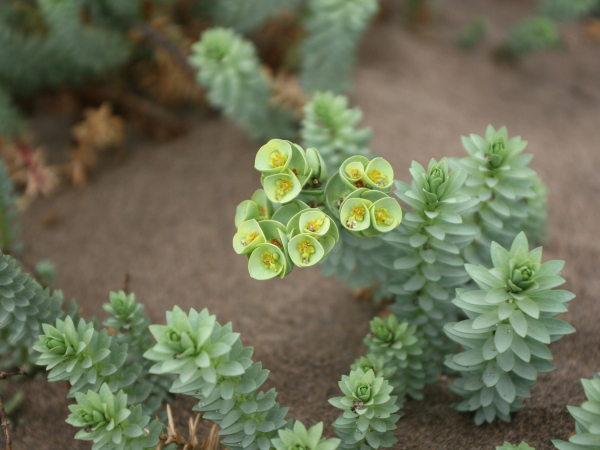 Sea spurge