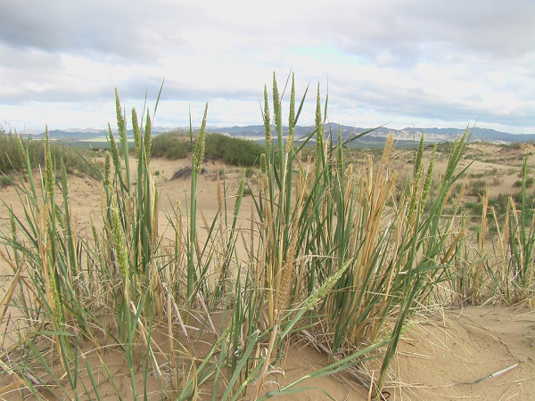 Siberian lyme grass
