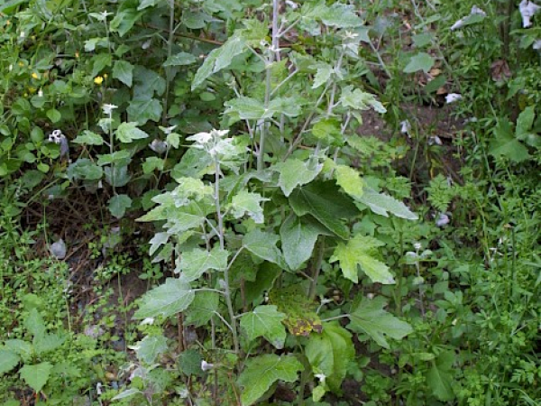 Silver poplar