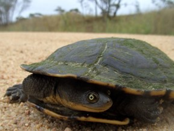 Snake-neck turtle
