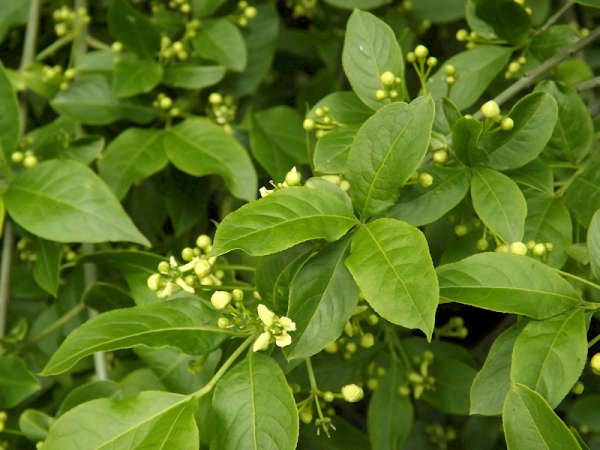 Spindle tree