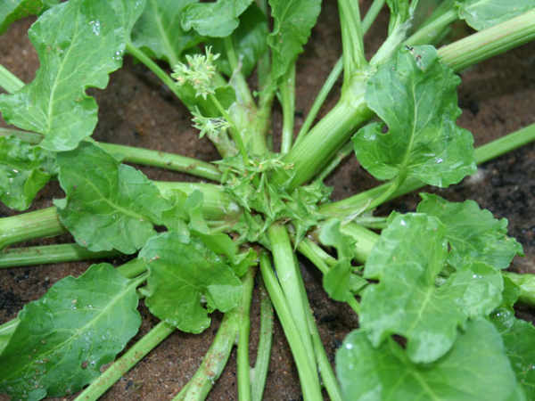 Spiny emex